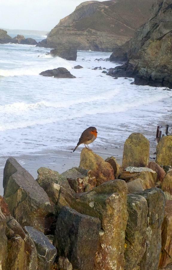 Villa Wrens Nook St Agnes  Esterno foto